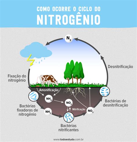ciclo do nitrogenio - horario jogo do brasil